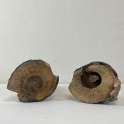 A fossilised ammonite of circular coiled form with ribbed details set in the centre of a single