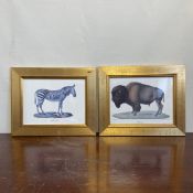 A pair of contemporary lithographs titles 'Zebre Fernelle' and 'Bison' in glazed gilt frames. H.29