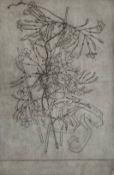 Sara Sproule (1914–2006), a contemporary etching titled 'Jasmine Polyantha', unframed with an