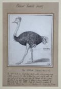 Francis Carruthers Gould (1844–1925), an original late 19th century pen and ink satirical cartoon