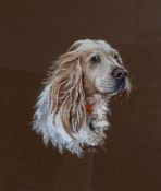 A 20th century pastel portrait of an English Cocker Spaniel, signed to the lower right in a glazed