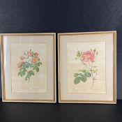A pair of prints of roses after the original engravings by Pierre-Joseph Redouté. 41x52cm