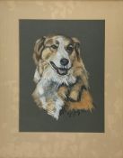 A vintage pastel portrait of a dog, signed and dated 1984 to the lower right in a glazed frame. H.62