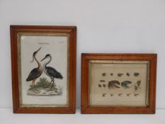 Two hand coloured engravings to include one titled 'Artificial Flies for the Months' in a glazed