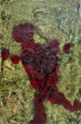 A mixed media abstract figural study on panel, indistinctly signed bottom right, signed, dated and