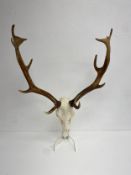 A European mount deer skull with antlers. 71x63cm