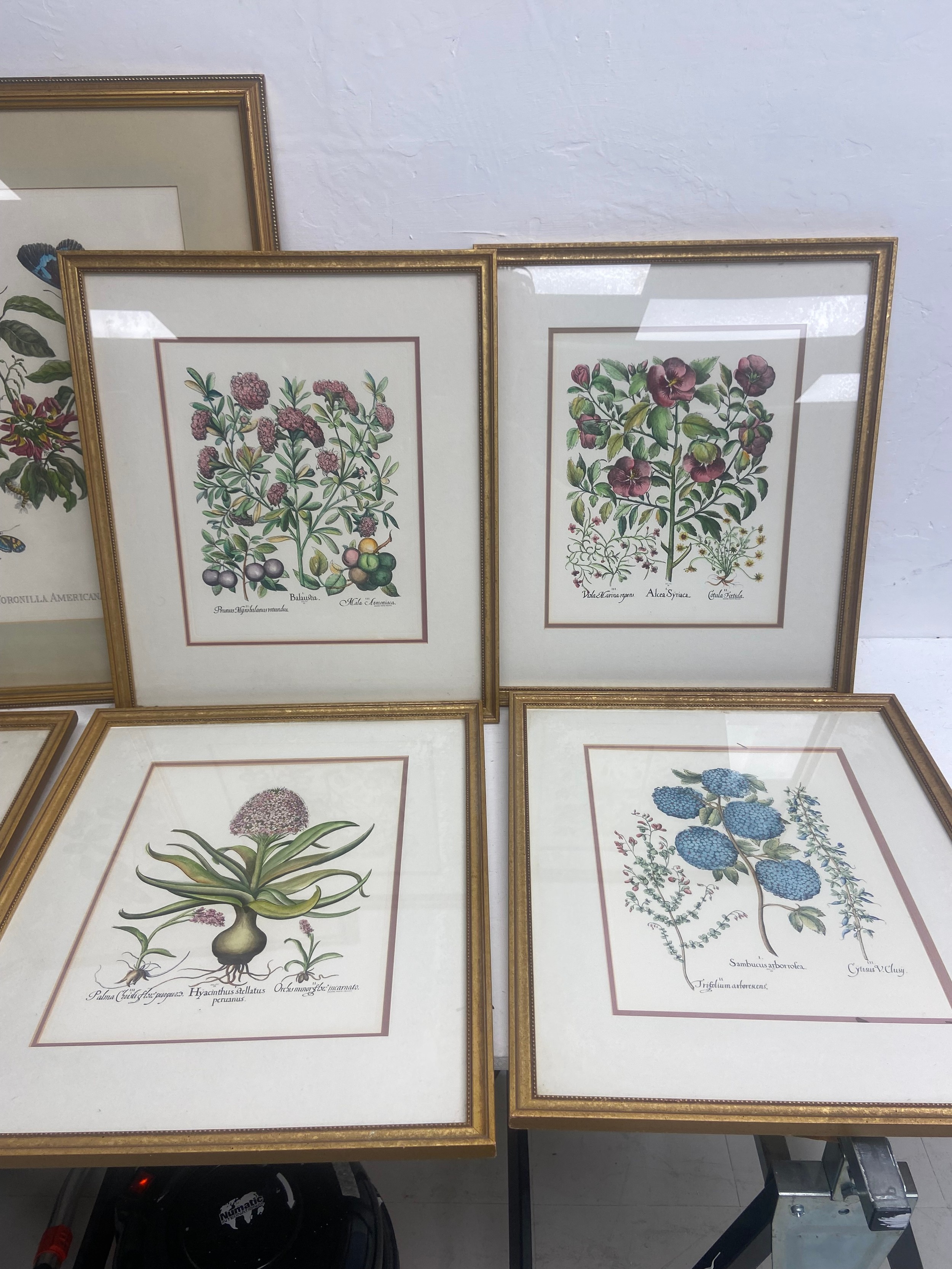 A large pair of 19th century style horticultural prints, various plants and their latin names - Image 3 of 3