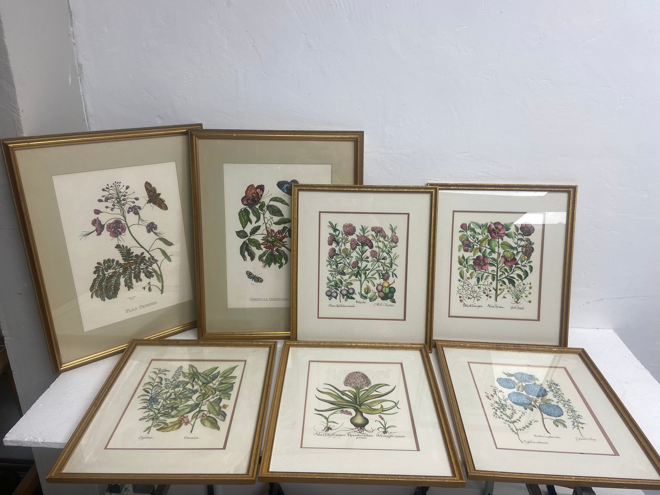 A large pair of 19th century style horticultural prints, various plants and their latin names