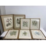 A large pair of 19th century style horticultural prints, various plants and their latin names