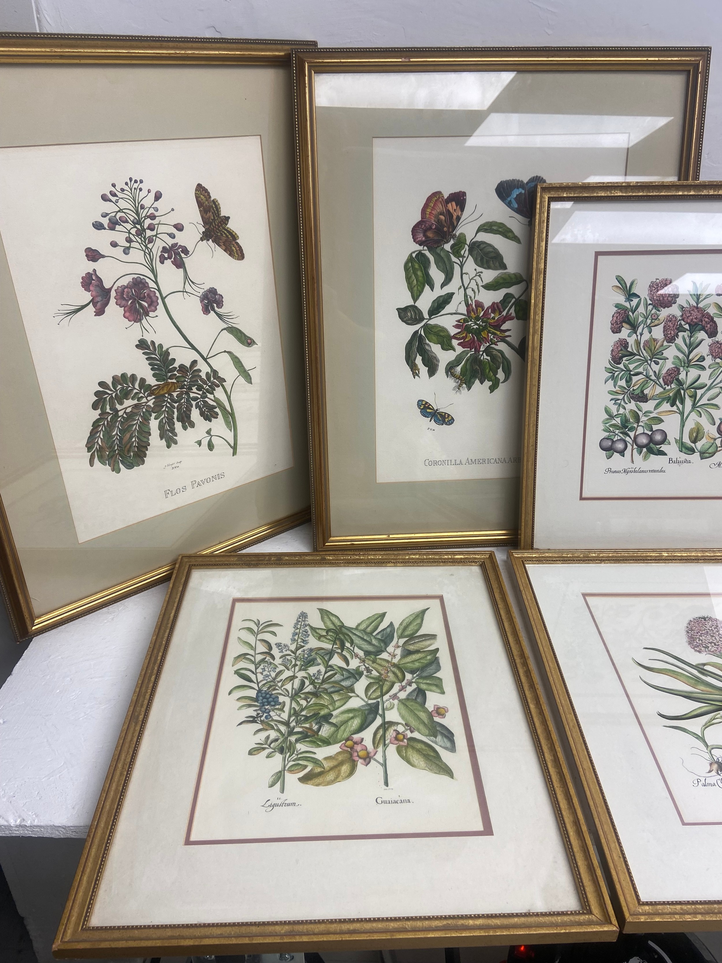 A large pair of 19th century style horticultural prints, various plants and their latin names - Image 2 of 3