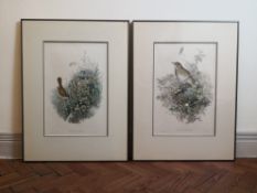 After John Gould, a pair of bird studies; Song Thrush and Nightingale, coloured lithographs,