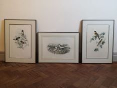 After John Gould, a collection of three bird studies, coloured lithographs, Walter Imp, framed and