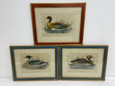 A collection of three hand coloured prints, various water fowl, framed and glazed. 44x35cm.