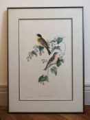 John Gould (1804-1881), bird study; a pair of Black-headed Buntings, coloured lithograph, Walter