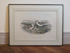 John Gould (1804-1881), a pair of Kentish Plover birds, coloured lithograph, Walter Imp, reframed