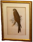 Edward Lear (1812-1888), a 19th century coloured lithograph; Black Kite, published by Hullmandell,