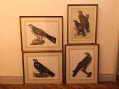 Prideaux John Selby (1788-1867), a set of four hand coloured engravings, birds of prey, signed in