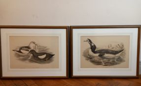 John Gould (1804-1881), a pair of bird studies; Great Auk (Alca Impennis) and Black Guillemot (