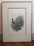 John Gould (1804-1881), bird study; Nightingale Thrush; coloured lithograph, Walter Imp, reframed
