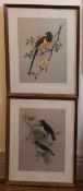A pair of bird prints; violet backed and golden breasted starlings, signed Rena, both reframed and