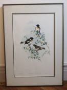 John Gould (1804-1881), bird study, the White-tailed Bush-Chat, coloured lithograph, Walter Imp,