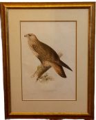 Edward Lear (1812-1888), three 19th century coloured lithograph; Roughlegged Buzzard, published by