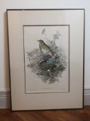 John Gould (1804-1881), bird study; Song Thrush; coloured lithograph, Walter Imp, reframed and