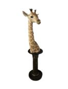 A TAXIDERMY BABY GIRAFFE HEAD BY SIMON 'THE STUFFA' WILSON