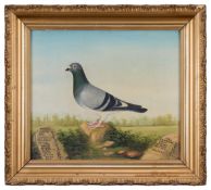 AN EARLY 20TH CENTURY PAINTING OF A RACING PIGEON