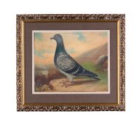ANDREW BEER (1862-1954) : AN OIL PAINTING OF A RACING PIGEON