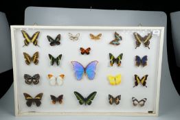 Schaukasten Entomologie Schmetterlinge, 21 Stück