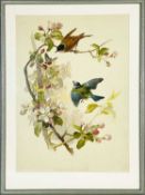 Fauvette a Tete Noire et Mesange Bleue c.1910