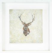 Maggie O'BRIEN (XX-XXI) Stag - Young Majesty