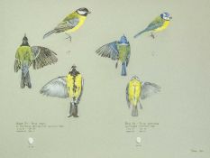 Valentine Stewart 'Pat' PATON (1925-2012) Great Tit & Blue Tit