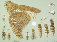 Valentine Stewart 'Pat' PATON (1925-2012) Tawny Owl