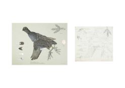 Valentine Stewart 'Pat' PATON (1925-2012) Coot