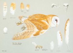 Valentine Stewart 'Pat' PATON (1925-2012) Barn Owl