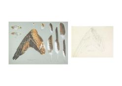 Valentine Stewart 'Pat' PATON (1925-2012) Red Kite