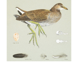 The Timed Art Sale - Including the Exceptional Ornithological Paintings of Valentine Paton