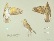Valentine Stewart 'Pat' PATON (1925-2012) Song Thrush