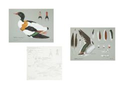 Valentine Stewart 'Pat' PATON (1925-2012) Shelduck