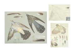 Valentine Stewart 'Pat' PATON (1925-2012) Cuckoo