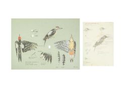 Valentine Stewart 'Pat' PATON (1925-2012) Great Spotted Woodpecker