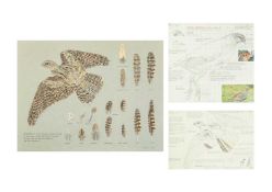 Valentine Stewart 'Pat' PATON (1925-2012) Nightjar