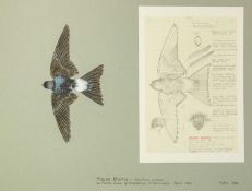 Valentine Stewart 'Pat' PATON (1925-2012) House Martin