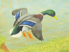 Ralston GUDGEON (1910-1984) Mallard Drake Alighting