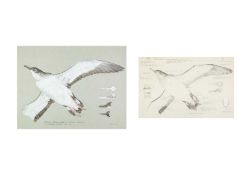 Valentine Stewart 'Pat' PATON (1925-2012) Manx Shearwater