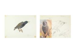 Valentine Stewart 'Pat' PATON (1925-2012) Starling