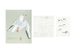Valentine Stewart 'Pat' PATON (1925-2012) Black-Headed Gull