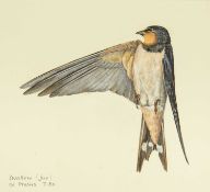 Valentine Stewart 'Pat' PATON (1925-2012) Swallow